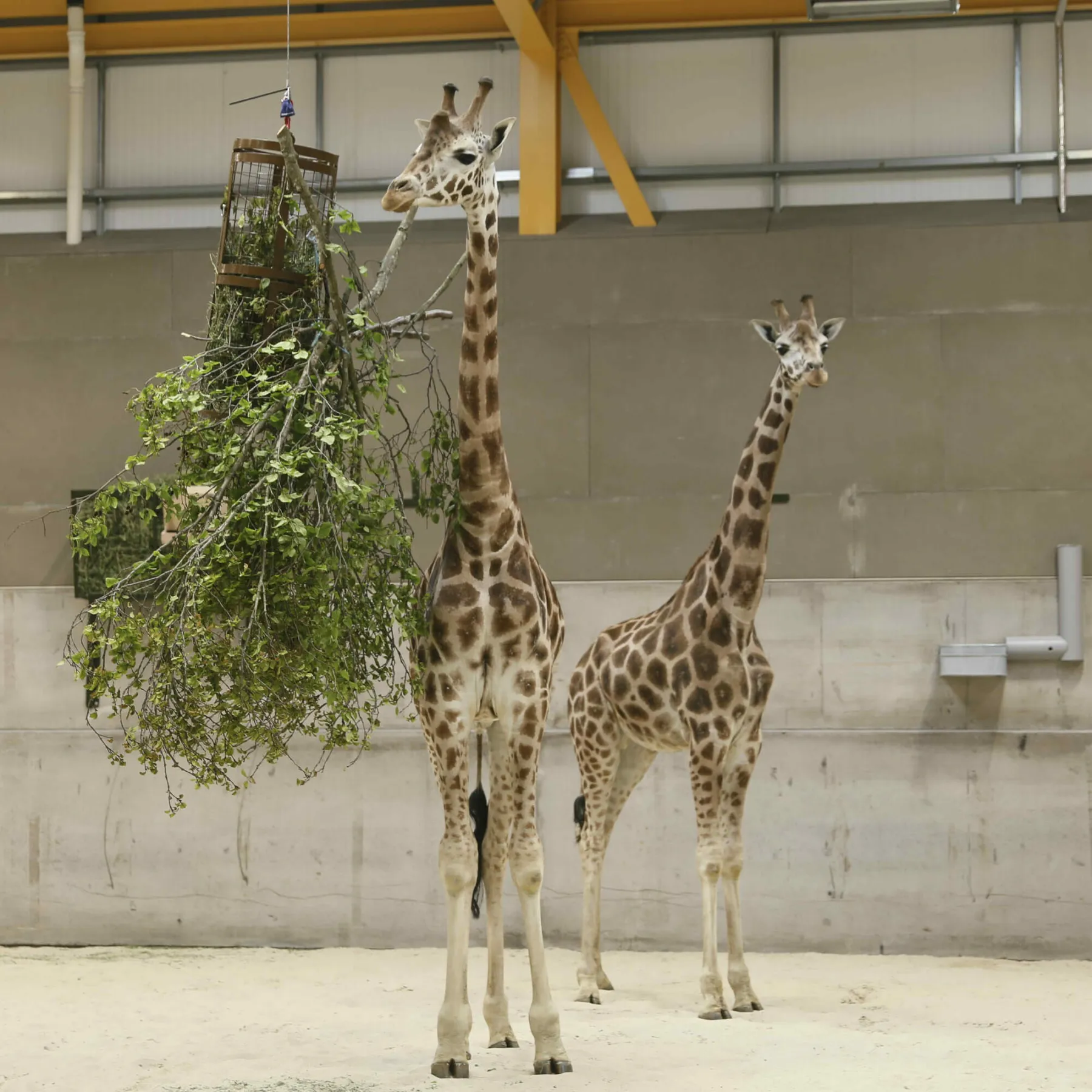 Two giraffes in the new Giraffe House at Edinburgh Zoo. Foliage hangs from the ceiling of the spacious shed.